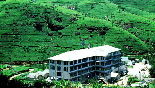 tea-plantation
